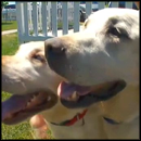 One Blind Dog is Looked After - By Her Own Son